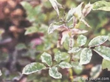 花木白粉病的防治方法及技術(shù)要點