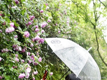 重慶涪陵月季花開(kāi) 雨中綻放別有韻味