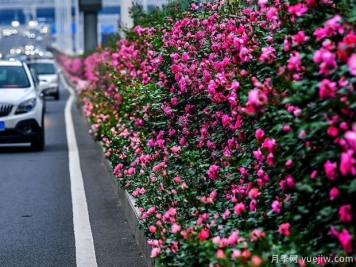 湖北武漢二環(huán)月季開放，48公里全線成景觀花海大道