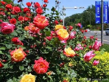 廊坊月季市花文化和景觀圖集