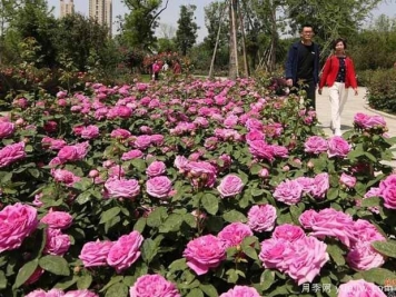 焦作月季市花文化和景觀圖集