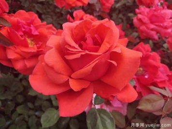 雜交茶香月季（ Hybrid Tea Roses ，簡(jiǎn)稱 HT )