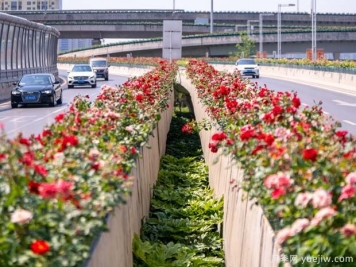 鄭州月季花路，生態(tài)廊道彩繪綠都花季