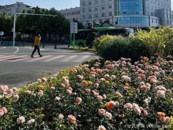 信陽平橋區(qū)6月滿目繁花，開啟月季美麗夏日