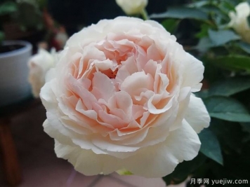 伊芙錢特瑪麗月季