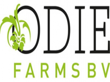 月季育種家：?荷蘭Odie Farm月季公司