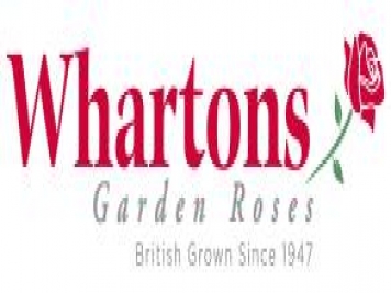 月季育種家：英國沃頓花園玫瑰苗圃(Whartons Nurseries)