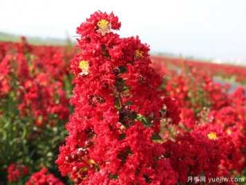 盛夏的紫薇，艷麗火熱