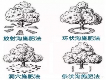 花卉苗木秋季土埋有機(jī)肥有哪幾種方法？