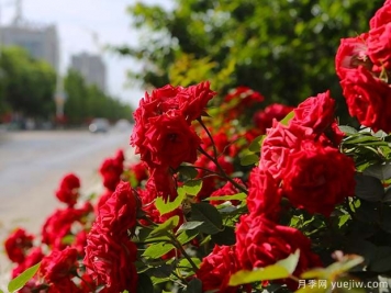 銅川月季市花文化和景觀圖集