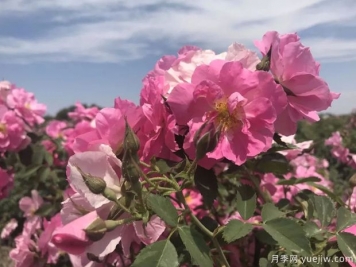 烏魯木齊玫瑰市花文化和月季景觀