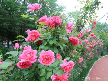 運城月季市花文化和景觀圖集