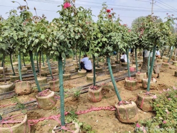 精品地面缽樹(shù)狀月季發(fā)貨山西園林