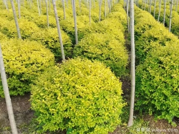 亮晶女貞的圖片特點(diǎn)和種植養(yǎng)護(hù)