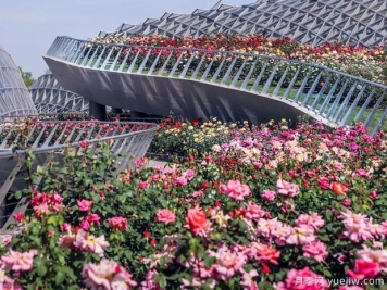 上海辰山植物園月季園獲世界優(yōu)秀月季園稱號