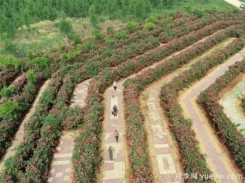 河北邢臺(tái)柏鄉(xiāng)：月季迷宮花開引游人