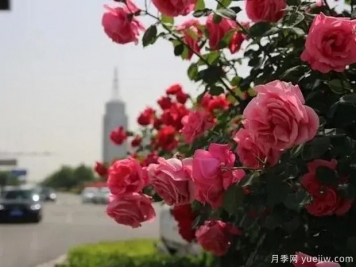 邢臺(tái)月季市花文化和景觀圖集