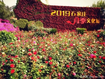 石家莊月季市花文化和景觀圖集