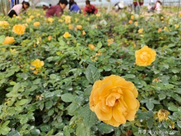 2萬棵紅從容月季杯苗美化浙江景觀