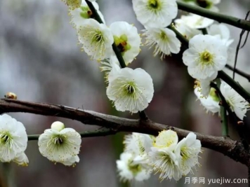 綠萼華--梅花珍品，詩歌贊分享