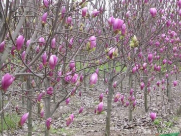 盆栽紫玉蘭種植養(yǎng)護(hù)方法介紹