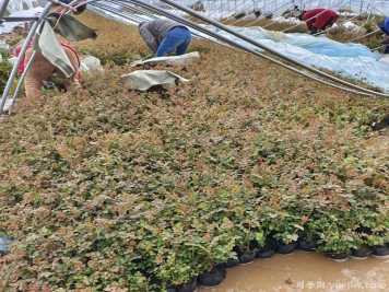 三月大暴雪，南陽月季大棚遭受重大損失