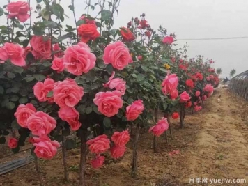 重慶樹狀月季美麗盛開，進(jìn)入花期