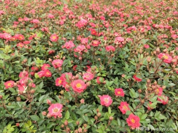 超級爆花紅寶石月季批發(fā)到園林地被