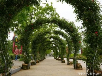 淮南焦崗湖月季花會(huì)，正是一年好風(fēng)景