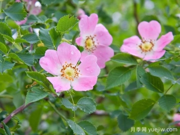 狗薔薇/犬薔薇