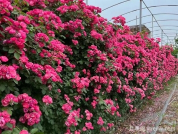 庭院如何選品種打造美麗的月季花墻