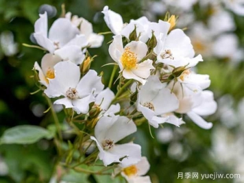 婚禮日月季