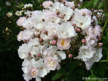 奧爾良花環(huán)月季