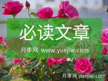 月季網(wǎng)必讀文章