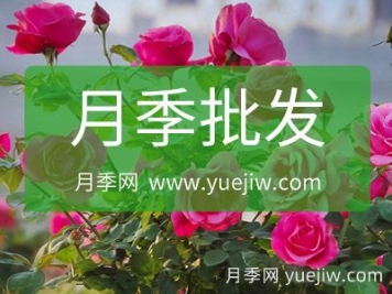 批發(fā)采購(gòu)月季就找月季網(wǎng)