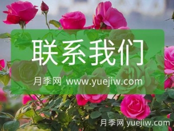 聯(lián)系月季網(wǎng)