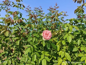 2米高粉龍月季網片批發(fā)，打造爆款花墻