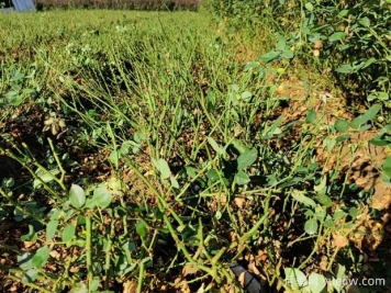 讓大花月季更加茂盛美麗，要學(xué)會(huì)修剪