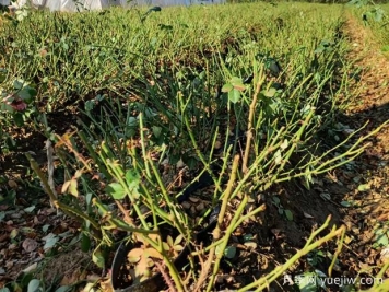 月季開(kāi)花后如何進(jìn)行正確的修剪？