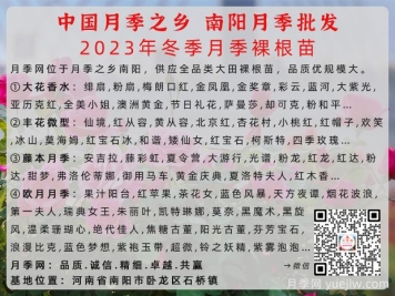 2023年冬季南陽月季大田裸根苗全品種批發(fā)供應(yīng)