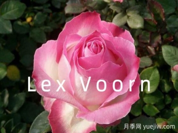 月季育種家：荷蘭Lex Voorn