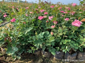 一分鐘帶你了解如何種植豐花月季