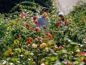 南寧花卉公園3萬(wàn)株月季入盛花期，市民聞香而來(lái)