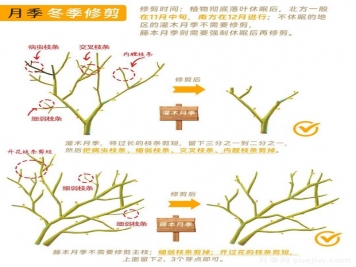 月季冬剪全攻略！各地區(qū)月季修剪時間和方法，全總結