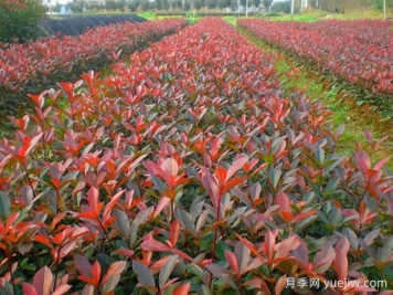 紅葉石楠種植密度應(yīng)該是多少株？