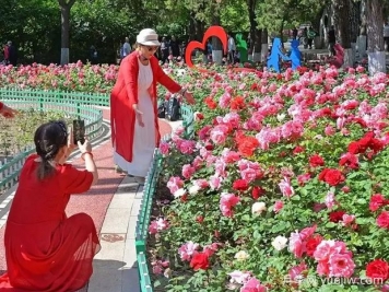 張家口月季應用和景觀圖集