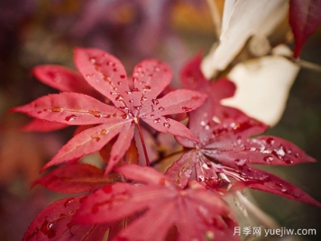 日本紅楓、美國紅楓、中國紅楓到底有何不同？