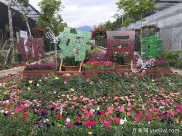 莆田月季市花文化和景觀圖集