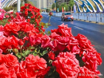 3萬余株樹狀月季花開滿城，臨夏市的浪漫你喜歡嗎？