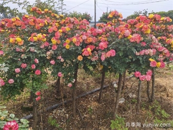 五色藤彩虹樹狀月季多規(guī)格美化園林庭院